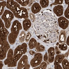 Immunohistochemical staining of human kidney shows strong cytoplasmic positivity in cells in tubules.