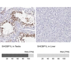 Anti-SHCBP1L Antibody