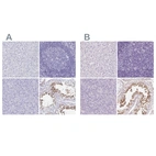 Immunohistochemical staining of human liver, lymph node, pancreas and testis using Anti-SHCBP1L antibody HPA036125 (A) shows similar protein distribution across tissues to independent antibody HPA064821 (B).