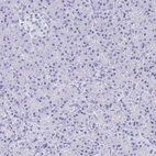 Immunohistochemical staining of human pancreas shows no positivity in exocrine glandular cells as expected.