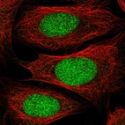 Immunofluorescent staining of human cell line U-2 OS shows localization to nucleus.