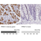 Anti-PRR27 Antibody