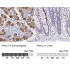 Anti-PRR27 Antibody