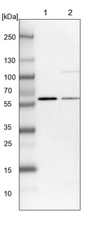 Lane 1: NIH-3T3 cell lysate (Mouse embryonic fibroblast cells)_br/_Lane 2: NBT-II cell lysate (Rat Wistar bladder tumour cells)