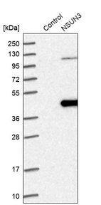 Western blot analysis in control (vector only transfected HEK293T lysate) and NSUN3 over-expression lysate (Co-expressed with a C-terminal myc-DDK tag (~3.1 kDa) in mammalian HEK293T cells, LY411795).