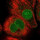 Immunofluorescent staining of human cell line A-431 shows localization to nucleus & nuclear membrane.