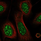 Immunofluorescent staining of human cell line U-2 OS shows localization to nuclear speckles.