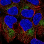 Immunofluorescent staining of human cell line HEK 293 shows localization to mitochondria.