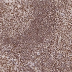 Anti-USF1 Antibody