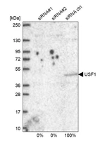 Western blot analysis in U2OS cells transfected with control siRNA, target specific siRNA probe #1 and #2, using Anti-USF1 antibody. Remaining relative intensity is presented.