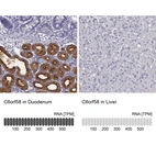 Anti-C6orf58 Antibody