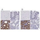 Immunohistochemical staining of human cerebral cortex, colon, duodenum and kidney using Anti-C6orf58 antibody HPA036263 (A) shows similar protein distribution across tissues to independent antibody HPA041449 (B).