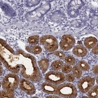 Immunohistochemical staining of human duodenum shows high expression.