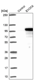 Western blot analysis in control (vector only transfected HEK293T lysate) and EXOC6 over-expression lysate (Co-expressed with a C-terminal myc-DDK tag (~3.1 kDa) in mammalian HEK293T cells, LY412792).
