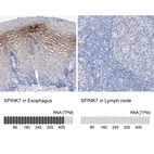 Anti-SPINK7 Antibody