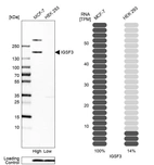 Western blot analysis in human cell lines MCF-7 and HEK293 using Anti-IGSF3 antibody. Corresponding IGSF3 RNA-seq data are presented for the same cell lines. Loading control: Anti-PFN1.