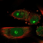 Immunofluorescent staining of human cell line U-251 MG shows localization to nucleus, nucleoli & cytosol.