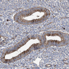 Immunohistochemical staining of human Endometrium shows strong positivity in lysosomes in glandular cells.