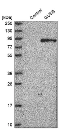 Western blot analysis in control (vector only transfected HEK293T lysate) and GUSB over-expression lysate (Co-expressed with a C-terminal myc-DDK tag (~3.1 kDa) in mammalian HEK293T cells, LY400064).