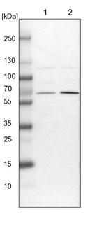 Lane 1: NIH-3T3 cell lysate (Mouse embryonic fibroblast cells)_br/_Lane 2: NBT-II cell lysate (Rat Wistar bladder tumour cells)