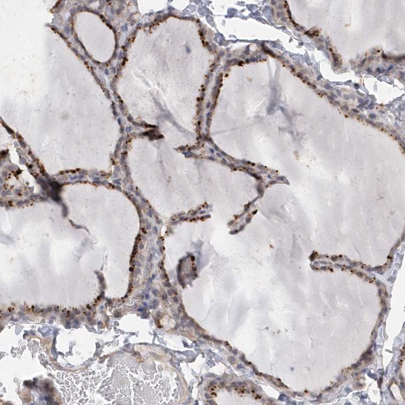 Anti-ANAPC1 Antibody