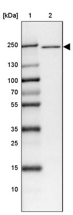 Lane 1: Marker [kDa] 250, 130, 100, 70, 55, 35, 25, 15, 10_br/_Lane 2: Human cell line HEL
