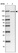 Anti-ANAPC1 Antibody