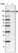 Anti-ANAPC1 Antibody
