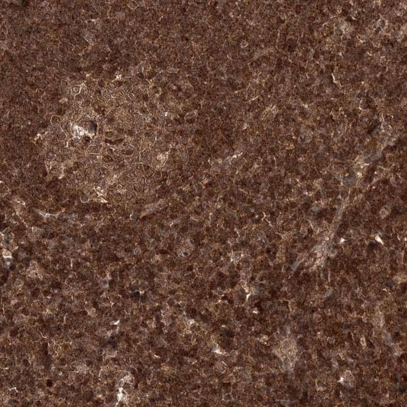 Anti-NIF3L1 Antibody