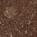 Anti-NIF3L1 Antibody