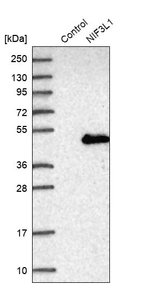 Western blot analysis in control (vector only transfected HEK293T lysate) and NIF3L1 over-expression lysate (Co-expressed with a C-terminal myc-DDK tag (~3.1 kDa) in mammalian HEK293T cells, LY411906).