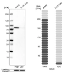 Western blot analysis in human cell lines A-549 and U-251MG using Anti-GCLC antibody. Corresponding GCLC RNA-seq data are presented for the same cell lines. Loading control: Anti-HDAC1.