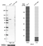 Western blot analysis in human cell line RT-4 and human cell line U-251 MG.