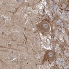 Immunohistochemical staining of human cerebellum using Anti-LRPPRC antibody HPA036409.
