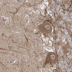 Immunohistochemical staining of human cerebellum using Anti-LRPPRC antibody HPA036409.