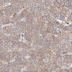 Immunohistochemical staining of human liver using Anti-LRPPRC antibody HPA036409.