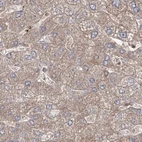 Immunohistochemical staining of human liver using Anti-LRPPRC antibody HPA036409.