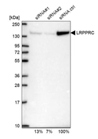 Western blot analysis in U2OS cells transfected with control siRNA, target specific siRNA probe #1 and #2, using Anti-LRPPRC antibody. Remaining relative intensity is presented.