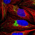 Immunofluorescent staining of human cell line U-2 OS shows localization to mitochondria.