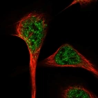 Immunofluorescent staining of human cell line U-2 OS shows localization to nuclear speckles.