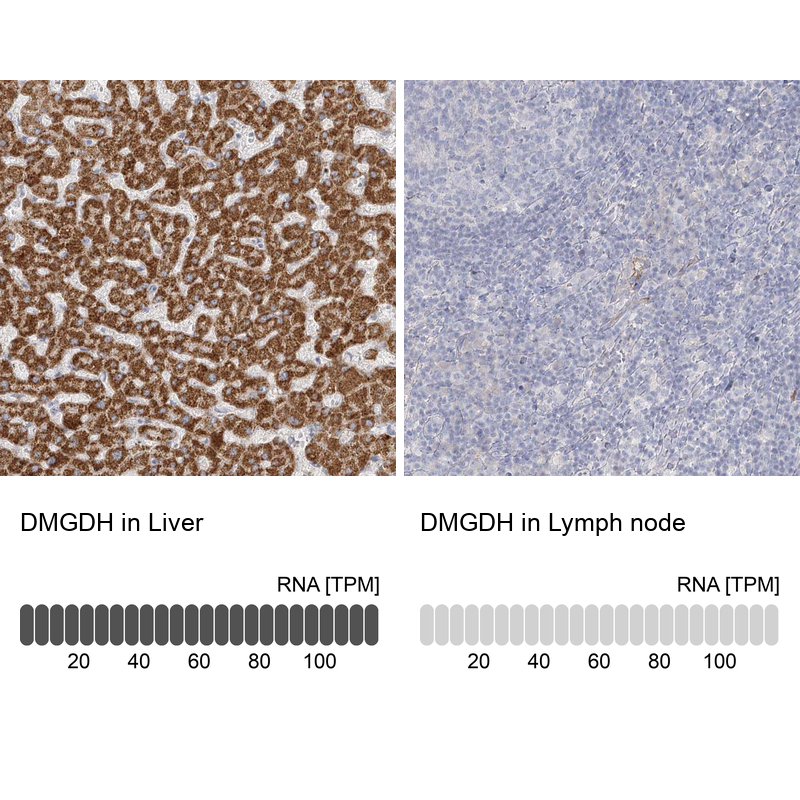 Anti-DMGDH Antibody