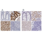Immunohistochemical staining of human colon, kidney, liver and lymph node using Anti-DMGDH antibody HPA036441 (A) shows similar protein distribution across tissues to independent antibody HPA036442 (B).