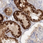 Immunohistochemical staining of human kidney using Anti-DMGDH antibody HPA036441.