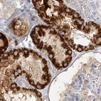 Immunohistochemical staining of human kidney using Anti-DMGDH antibody HPA036441.