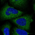 Immunofluorescent staining of human cell line U-2 OS shows localization to cytosol.