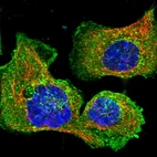 Immunofluorescent staining of human cell line A-431 shows localization to plasma membrane, cytosol & vesicles.