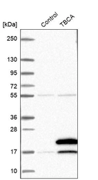 Western blot analysis in control (vector only transfected HEK293T lysate) and TBCA over-expression lysate (Co-expressed with a C-terminal myc-DDK tag (~3.1 kDa) in mammalian HEK293T cells, LY417869).