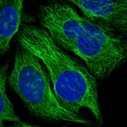 Immunofluorescent staining of human cell line U-2 OS shows localization to nucleoli & microtubules.