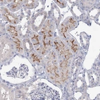 Immunohistochemical staining of human kidney shows moderate positivity in apical membrane in cells in tubules.