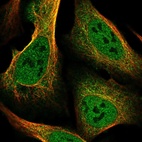 Immunofluorescent staining of human cell line U-2 OS shows localization to nucleoplasm, plasma membrane & cytosol.